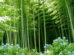 bamboo-forest