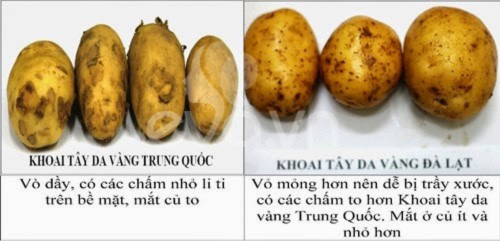 rau quả đà lạt, rau quả Trung Quốc, khoai tây, hành tây, dâu tây, cà rốt, bắp cải, 