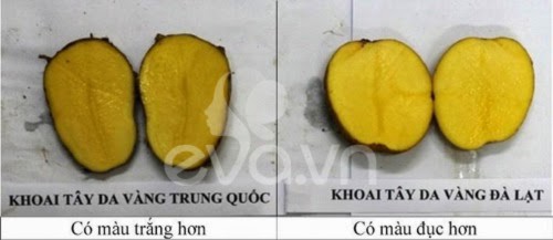 rau quả đà lạt, rau quả Trung Quốc, khoai tây, hành tây, dâu tây, cà rốt, bắp cải, 