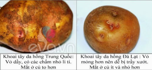 rau quả đà lạt, rau quả Trung Quốc, khoai tây, hành tây, dâu tây, cà rốt, bắp cải, 