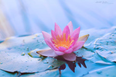 ____lotus_wallpaper_pack_____by_love4art-d4quprl