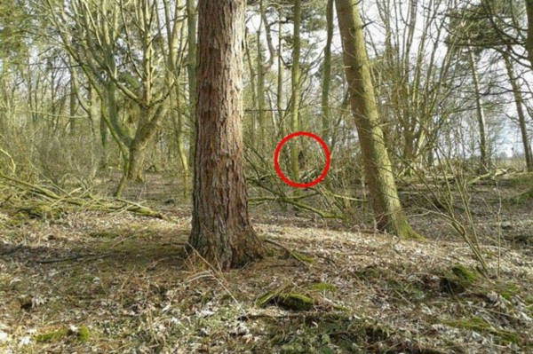Sinh vật bí hiểm ẩn hiện trong rừng ở Anh