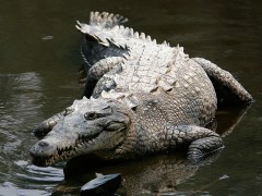 1024px-Crocodylus_acutus_mexico_02-edit1-1024x768