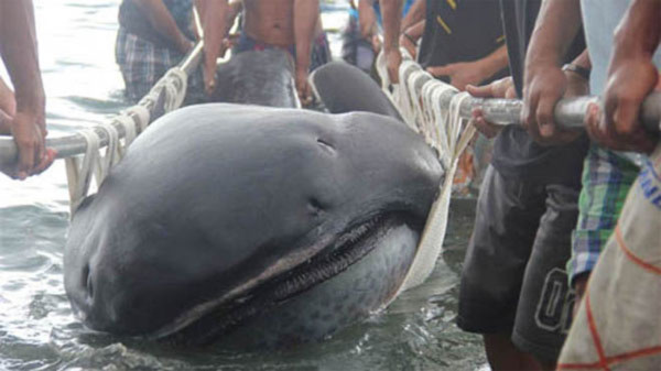 Bắt được cá mập miệng rộng hiếm ở Philippines