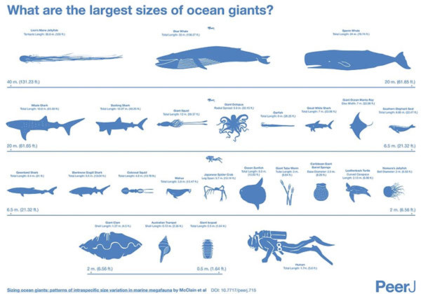 Hé lộ kích thước thực của các quái vật biển khổng lồ