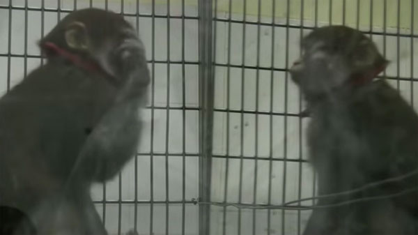 Video: Khỉ có thể tự nhận ra mình trong gương