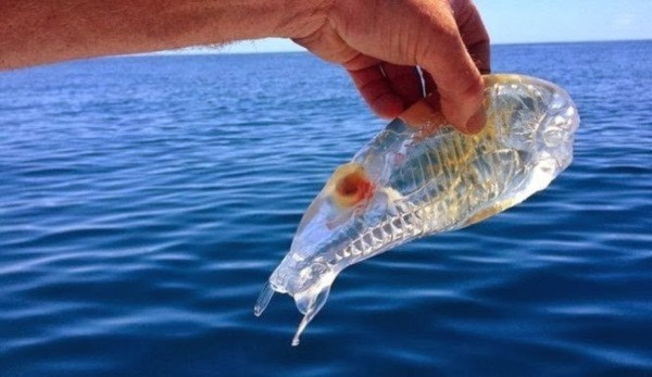 Velella, trong suốt, thuy tinh, Salps, Phronima, Bài chọn lọc, 