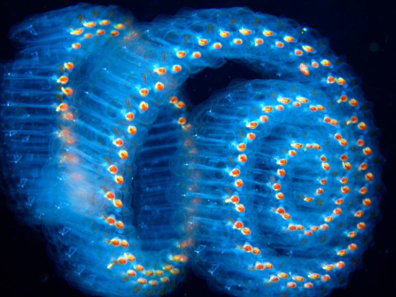 Velella, trong suốt, thuy tinh, Salps, Phronima, Bài chọn lọc, 