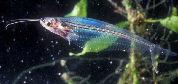 Velella, trong suốt, thuy tinh, Salps, Phronima, Bài chọn lọc, 