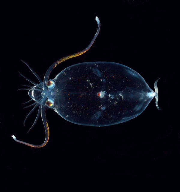 Velella, trong suốt, thuy tinh, Salps, Phronima, Bài chọn lọc, 