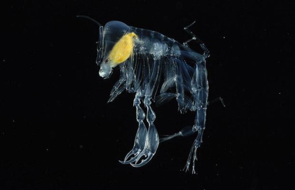 Velella, trong suốt, thuy tinh, Salps, Phronima, Bài chọn lọc, 