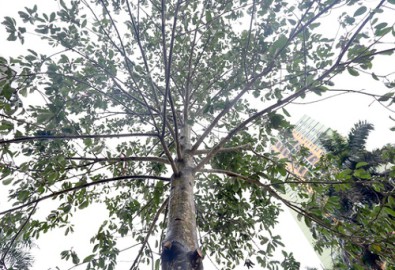 Từ một cây trơ trụi lá, cây mới được trồng bỗng nhiên cành lá xum xuê. (Ảnh: TCCL)