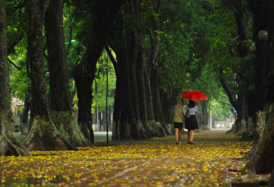 cay xanh pho phan dinh phung