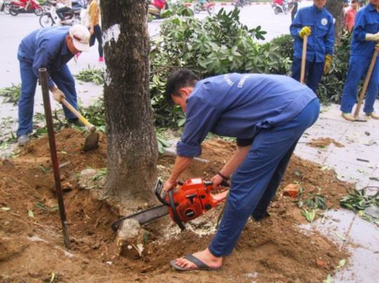 "Con đường đẹp nhất Việt Nam" tan hoang sau khi chặt cây xanh