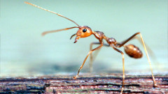 gty_fire_ant_nt_130612_wmain