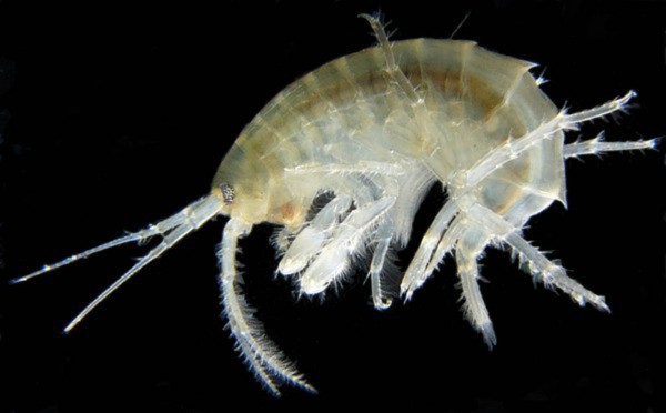Loài tôm Gammarus celticus duebeni.