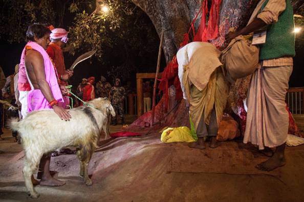 Những lễ hội giết dê rùng rợn trên thế giới