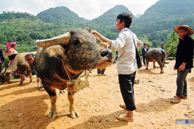 Phiên chợ trâu lớn nhất Tây Bắc