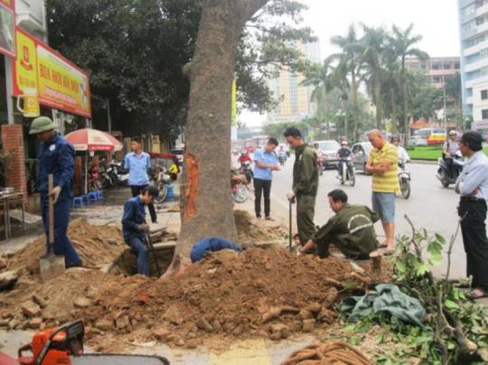 Trồng cây trăm năm, chặt sạch một ngày