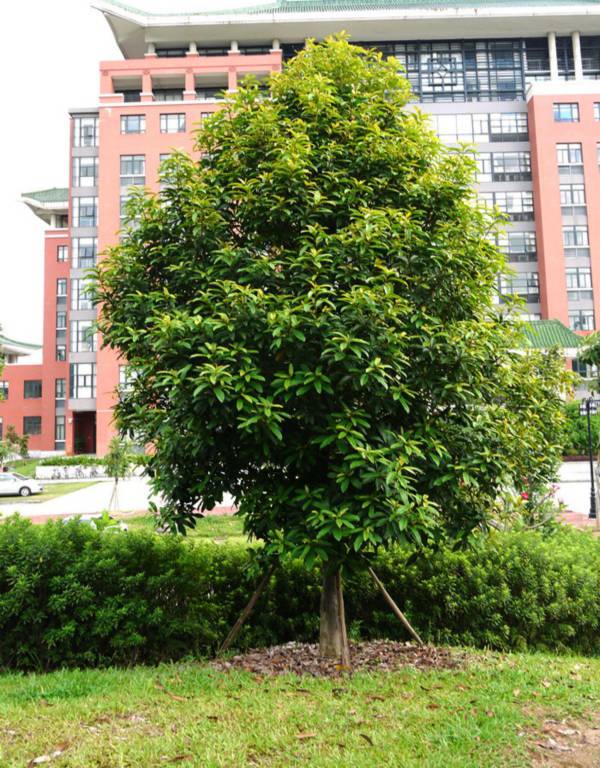 Vàng tâm - Loại cây sẽ thay thế 6.700 cây xanh ở Hà Nội có gì đặc biệt?