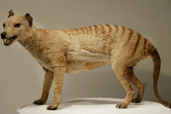 Tasmanian_Tiger-676x450