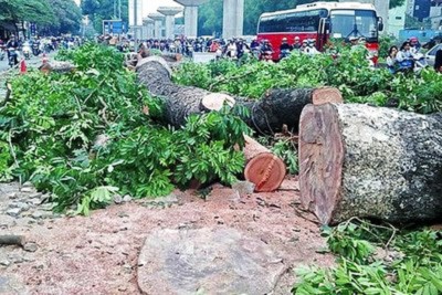 Các cây cổ thụ ngay giữa Hà Nội bị đốn hạ vô tội vạ ngày 18 tháng 3, 2015