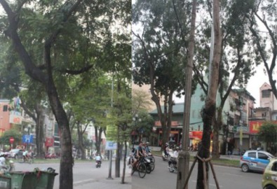 cay xanh