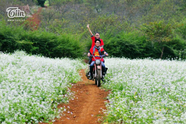 Đi dọc Việt Nam mê mẩn ngắm những cánh đồng hoa