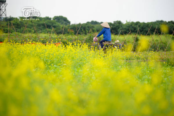 Đi dọc Việt Nam mê mẩn ngắm những cánh đồng hoa