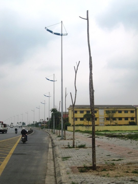 Hàng cây chết khô trơ trọi trên đường 5 kéo dài Hàng cây chết khô trơ trọi trên đường 5 kéo dài