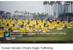 Buổi tối ngày 7 tháng Tư năm 2015, chương trình Dateline của đài truyền hình SBS Úc Châu đã thông qua Twitter để đặt vấn đề với chính phủ Úc và công chúng: chính phủ có thể làm gì để ngăn chặn việc buôn bán nội tạng bất hợp pháp? (Network ảnh chụp màn hình)
