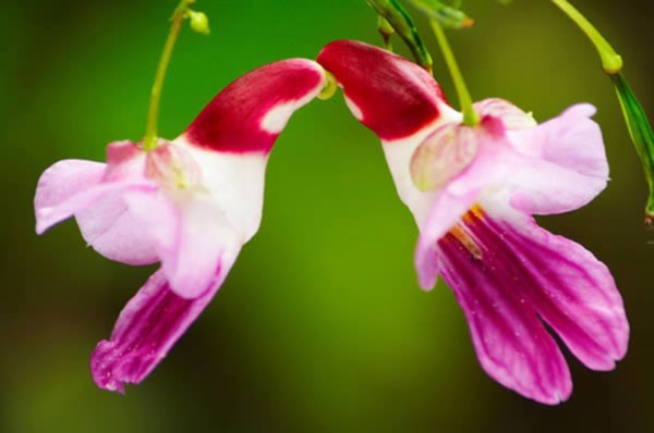 Điểm danh 10 loài hoa quái dị nhất hành tinh