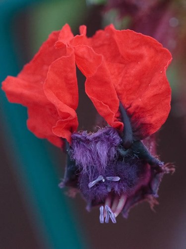 Điểm danh 10 loài hoa quái dị nhất hành tinh