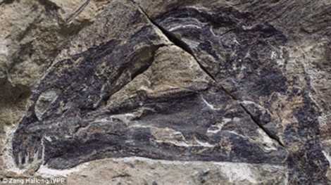 Hóa thạch “khủng long dơi” xuất hiện tại Trung Quốc