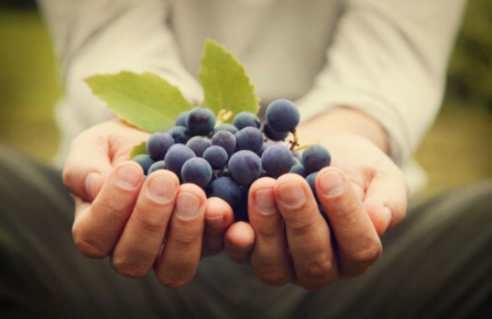shutterstock_155321138-676x450 raresveratrol,chống oxy hóa,chống viêm