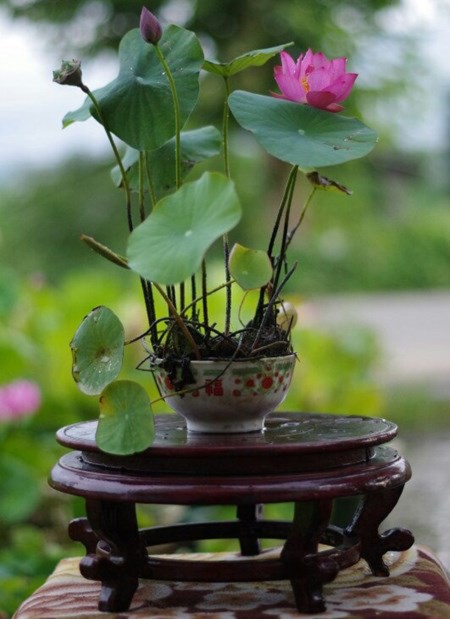 Bí quyết tự trồng hoa sen mini tại gia cực dễ Bi quyet tu trong hoa sen mini tai gia cuc de