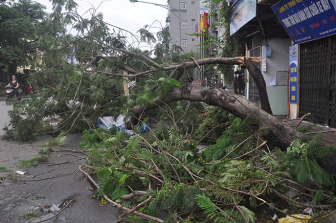 Cây bị đổ trên phố Lê Duẩn vẫn chưa được thu dọn - Ảnh: Quang Thế