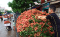 Người trồng hoa quả cần cảnh giác trước các chiêu trò của thương lái Trung Quốc. Ảnh: HẢI NGUYỄN - laodong