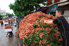 Người trồng hoa quả cần cảnh giác trước các chiêu trò của thương lái Trung Quốc. Ảnh: HẢI NGUYỄN - laodong