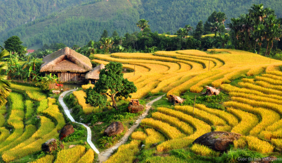 Câu chuyện luân hồi: Trâu trắng chuyển sinh trả nợ ân tình trâu trắng chuyển sinh, tâm linh, hành thiện, câu chuyện luân hồi, Bài chọn lọc,