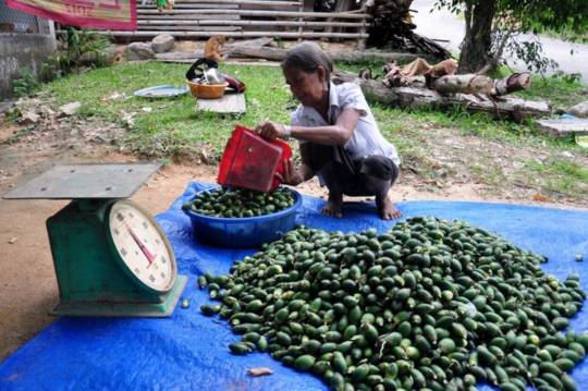Người dân hái cau non bán cho thương lái đưa sang Trung Quốc Người dân hái cau non bán cho thương lái đưa sang Trung Quốc