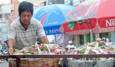 Những giỏ thanh long may mắn được thương lái mua Những giỏ thanh long may mắn được thương lái mua