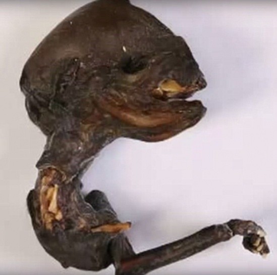 Xôn xao với thi thể “người ngoài hành tinh” tìm thấy ở Nga thi thể, người ngoài hành tinh, Nga,