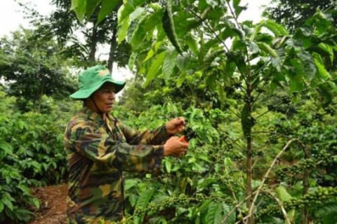 Phần lớn diện tích cây cà phê ở các công ty do người dân bỏ vốn trồng, chăm sóc nhưng vẫn phải nộp sản lượng cao