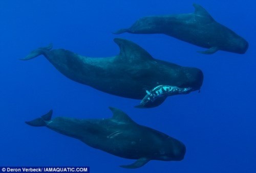 Hình ảnh Xúc động cảnh đàn cá voi “đưa tang” đồng loại số 1