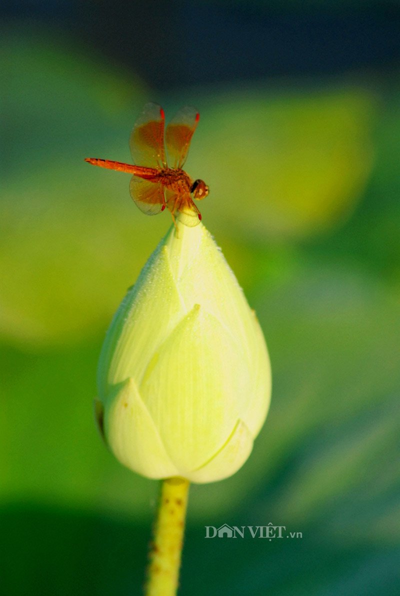 hoa dong noi mien tay khoe sac hinh anh 1