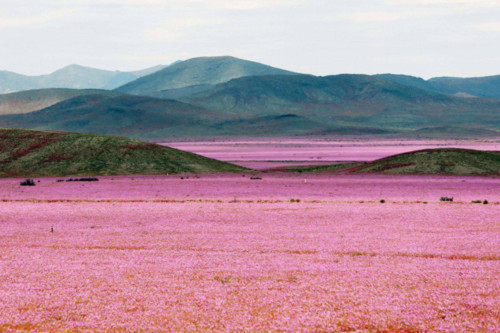 Hình ảnh Cận cảnh cánh đồng hoa đẹp hút hồn hồi sinh ở sa mạc khô cằn nhất thế giới số 1