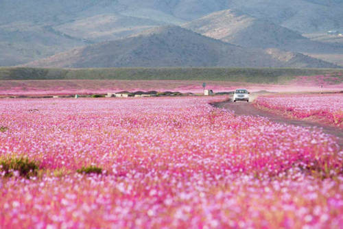 Hình ảnh Cận cảnh cánh đồng hoa đẹp hút hồn hồi sinh ở sa mạc khô cằn nhất thế giới số 2