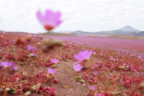 Hình ảnh Cận cảnh cánh đồng hoa đẹp hút hồn hồi sinh ở sa mạc khô cằn nhất thế giới số 3