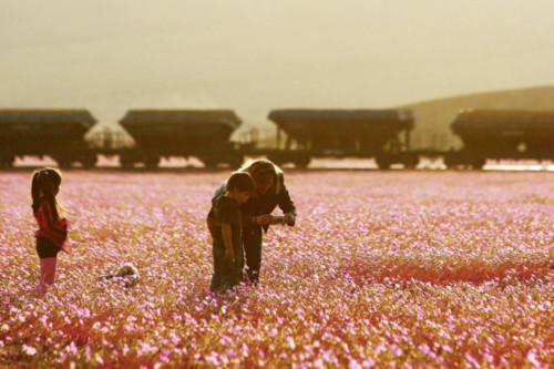 Hình ảnh Cận cảnh cánh đồng hoa đẹp hút hồn hồi sinh ở sa mạc khô cằn nhất thế giới số 4